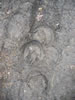 Hoofprints